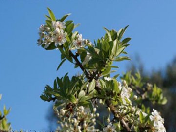 Agriturismo Sardinie - Dorgali - Boerderij Neule (10)